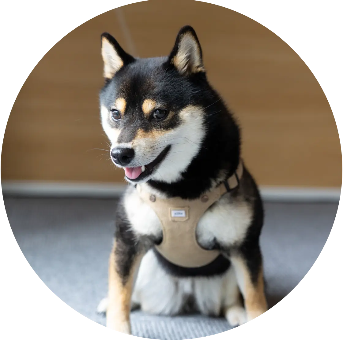 黒柴の看板犬るる